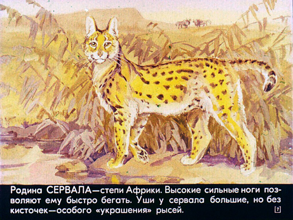 ������ [����������]