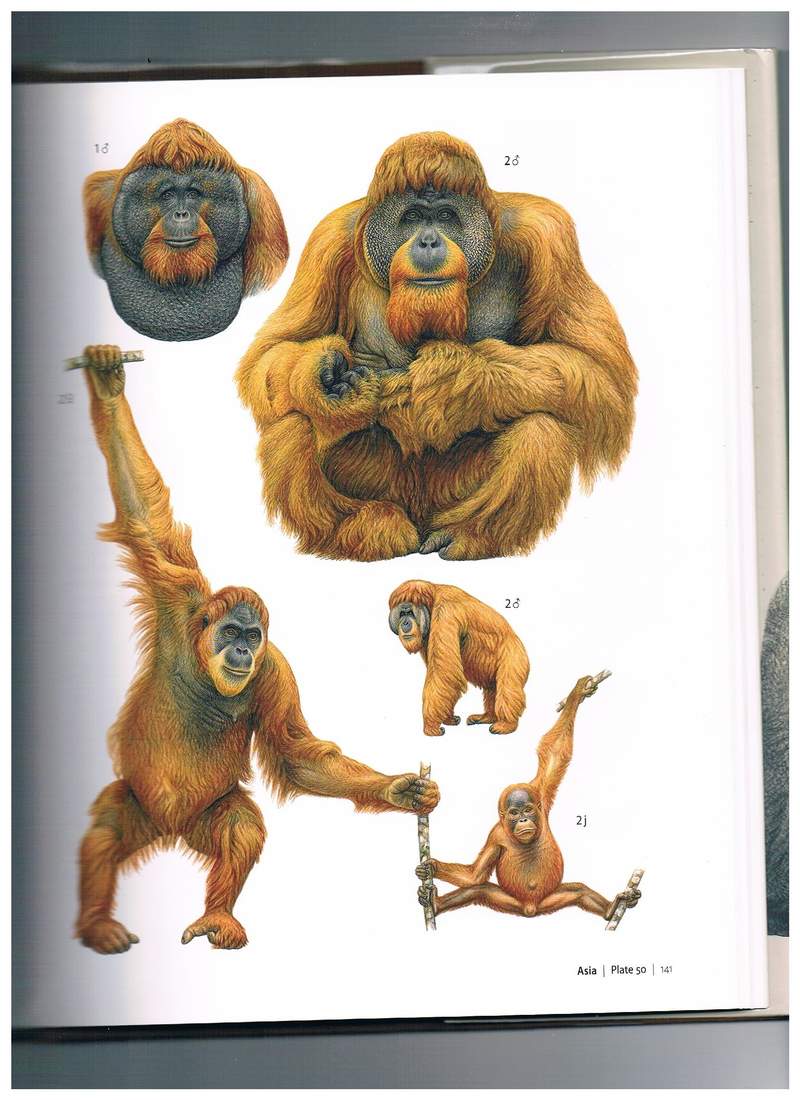  [Francois Desbordes]