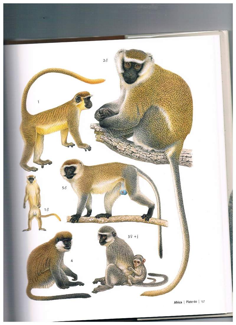  [Francois Desbordes]